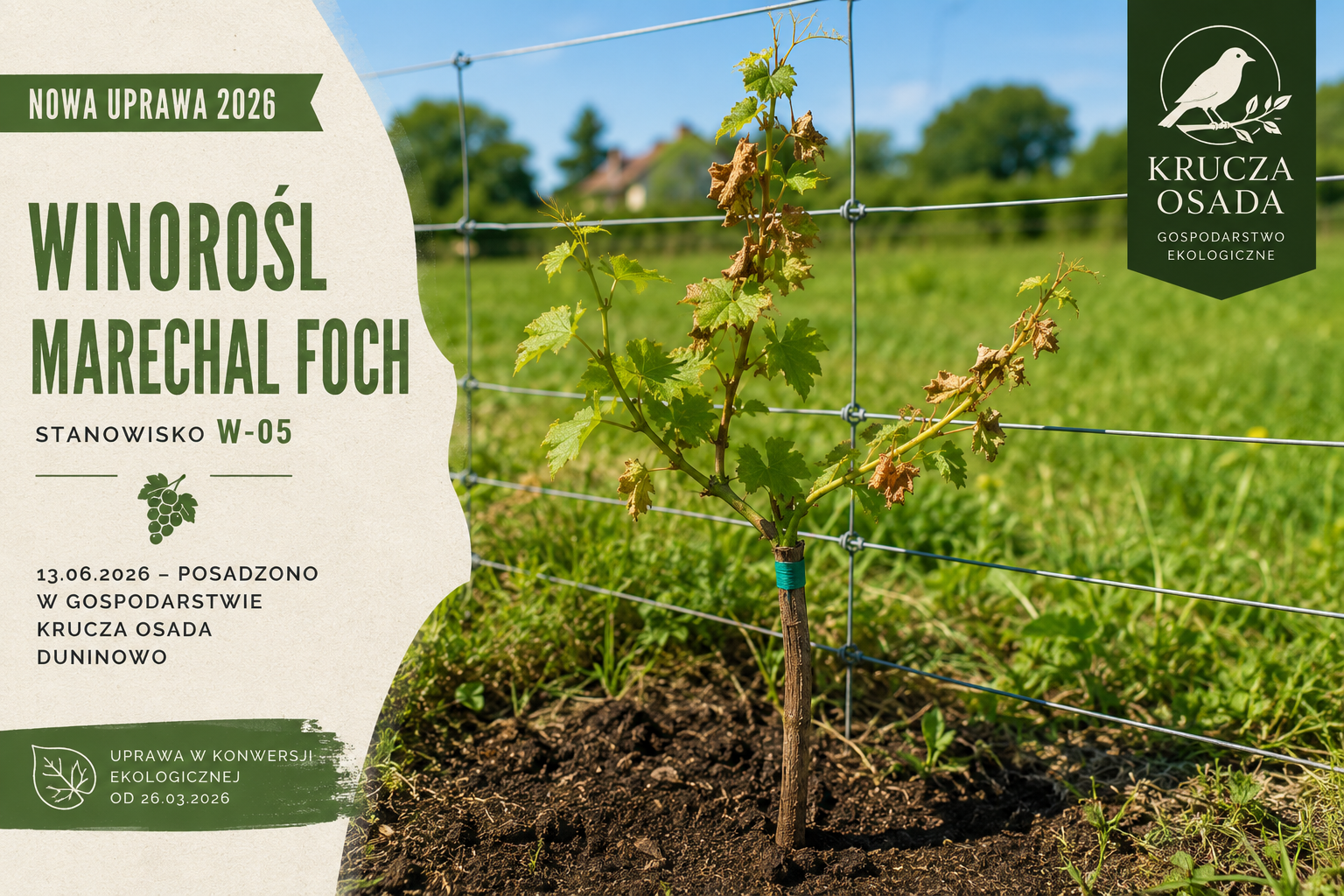 Winorośl Marechal Foch przy południowym ogrodzeniu sadu w gospodarstwie Krucza Osada