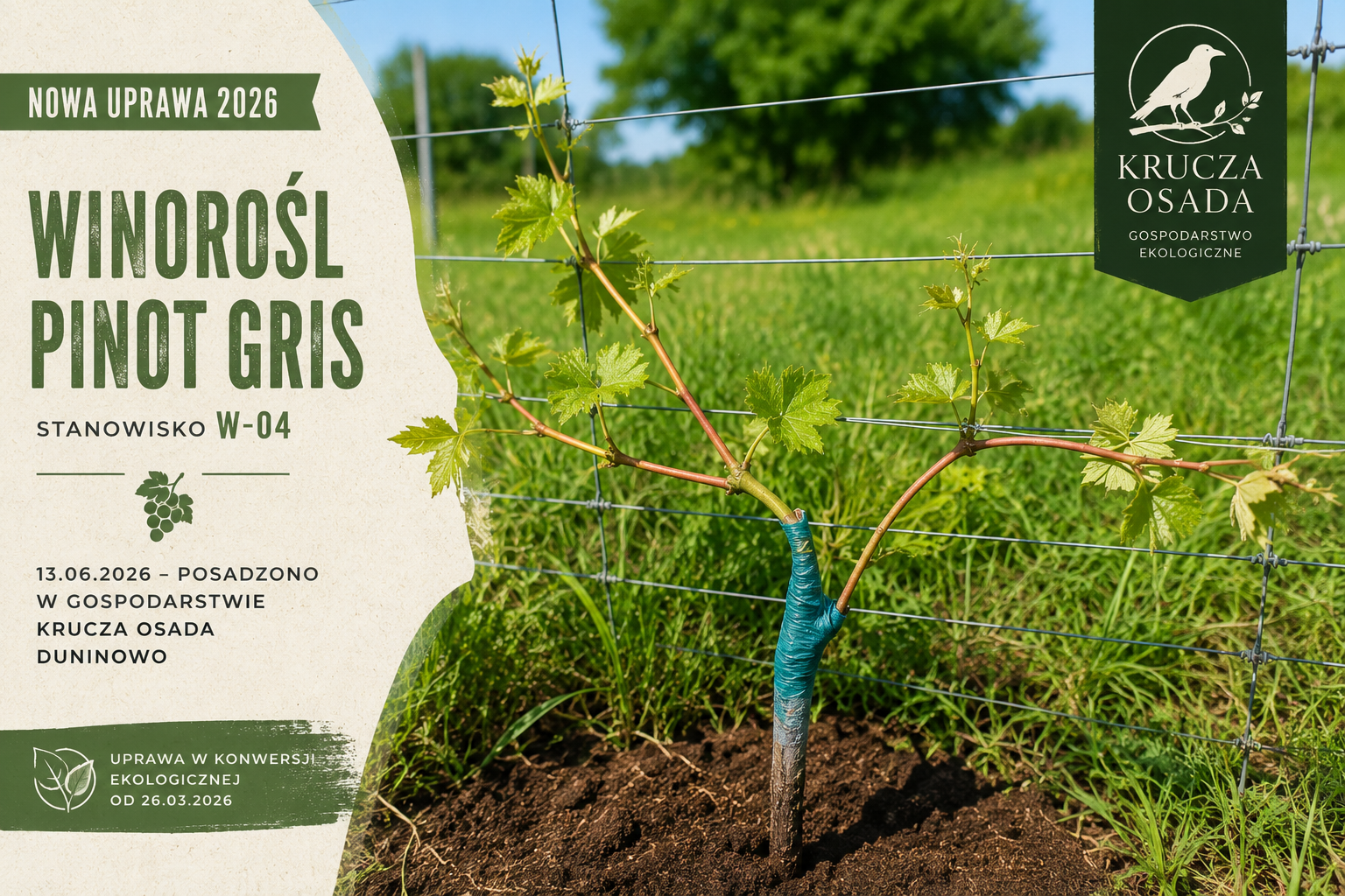 Winorośl Pinot Gris w gospodarstwie ekologicznym Krucza Osada w Duninowie – młoda sadzonka odmiany winiarskiej posadzona przy ogrodzeniu w czerwcu 2026 roku