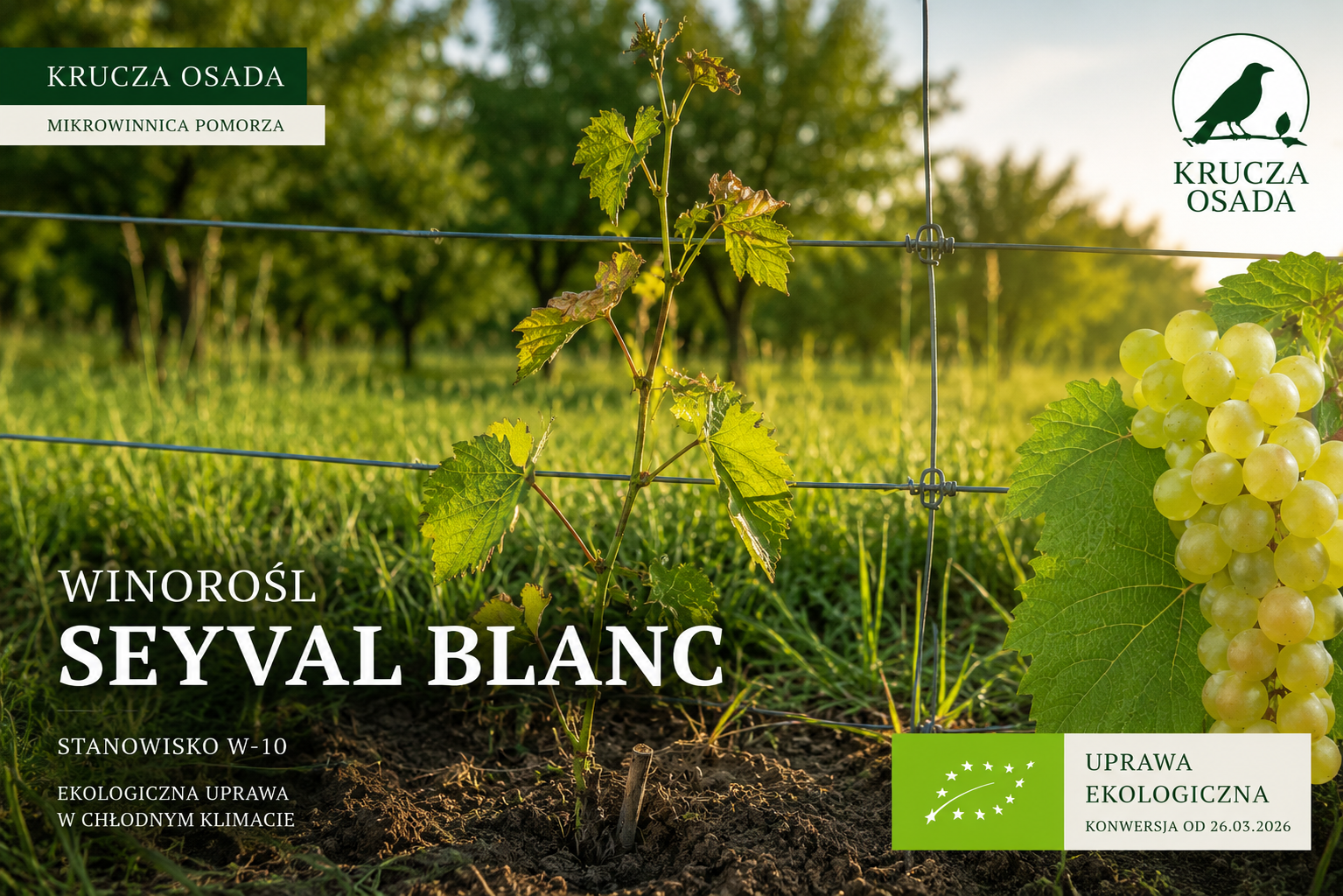 Winorośl Seyval Blanc W-10 w ekologicznej mikrowinnicy Krucza Osada na Pomorzu