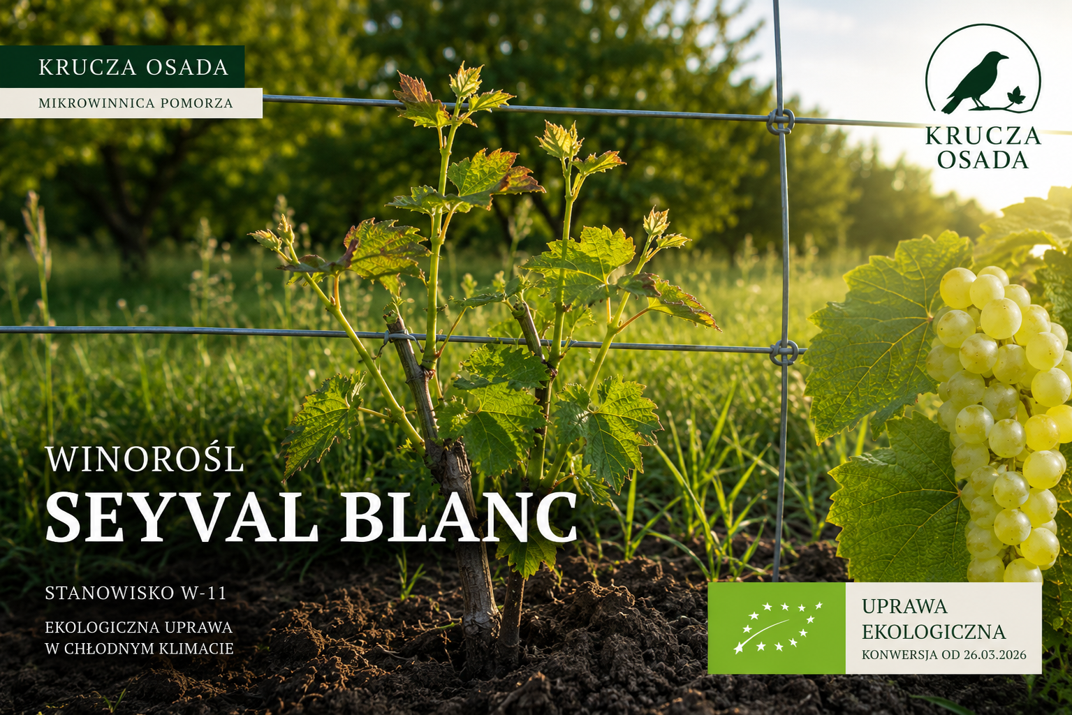 Winorośl Seyval Blanc W-11 w ekologicznej mikrowinnicy Krucza Osada na Pomorzu