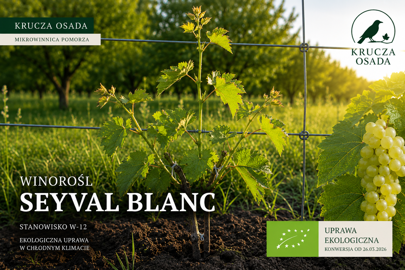 Winorośl Seyval Blanc W-12 w ekologicznej mikrowinnicy Krucza Osada na Pomorzu