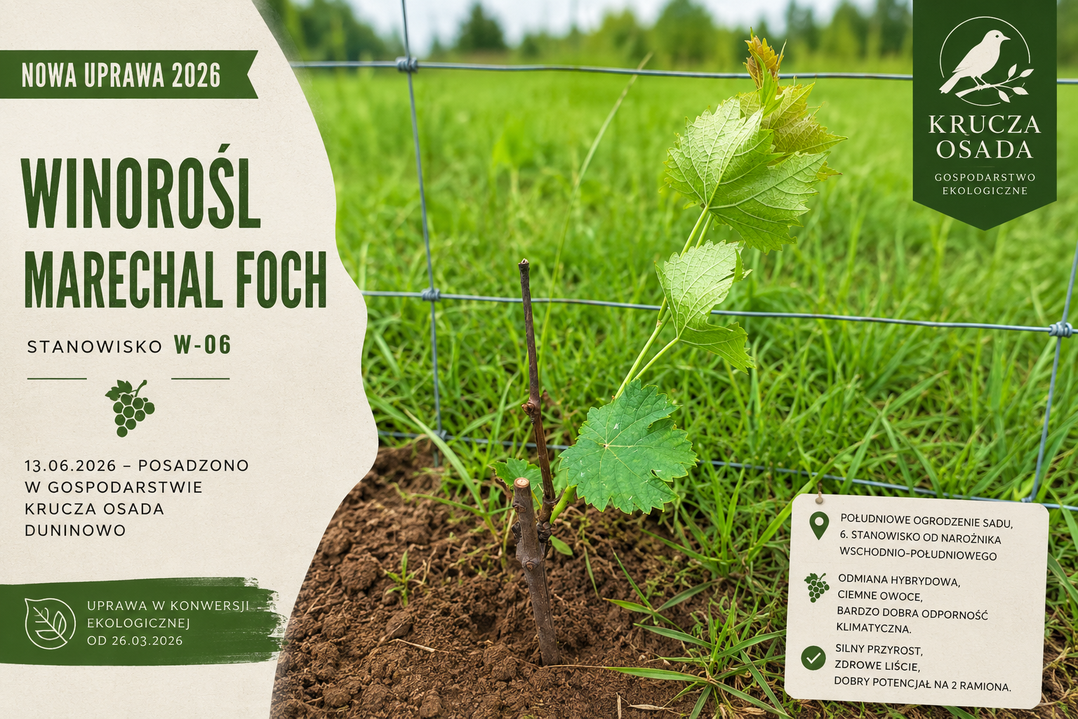 Winorośl Marechal Foch W-06 posadzona przy południowym ogrodzeniu sadu w Kruczej Osadzie